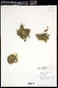 Sabulina rubella image