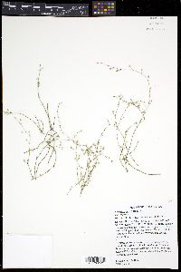 Arenaria serpyllifolia image