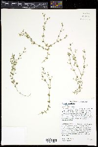 Arenaria serpyllifolia image