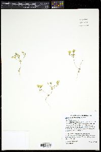 Leptosiphon chrysanthus var. chrysanthus image