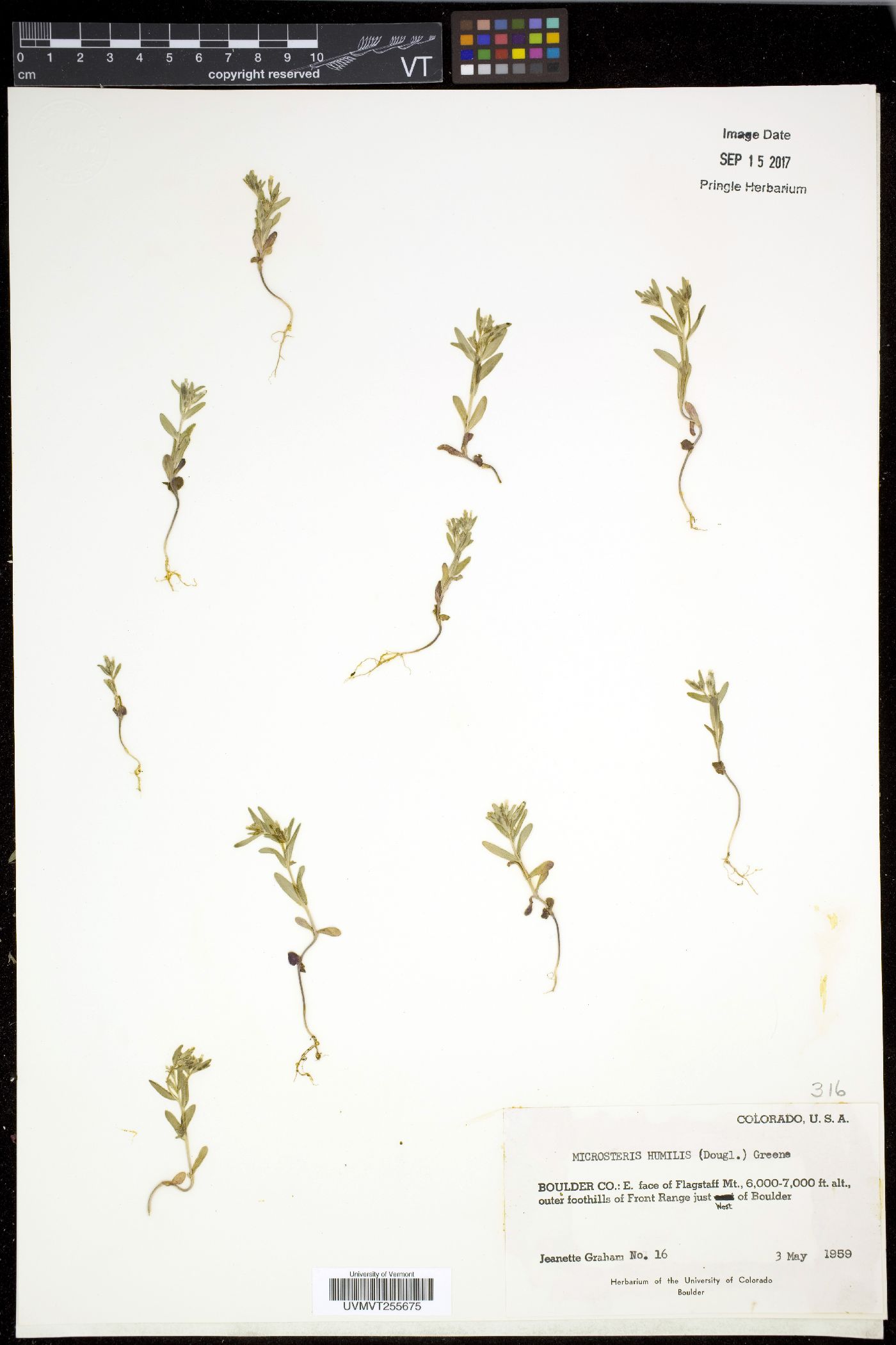 Microsteris image