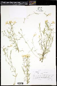 Phlox bifida image