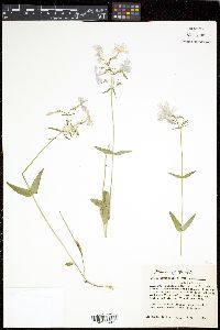 Phlox divaricata var. divaricata image