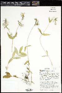 Phlox divaricata var. laphamii image