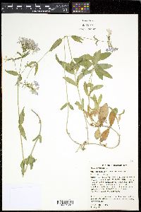 Phlox divaricata var. laphamii image