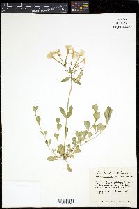 Phlox stolonifera image