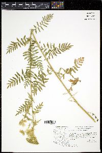 Polemonium foliosissimum var. flavum image