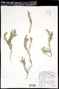 Cardionema ramosissimum image