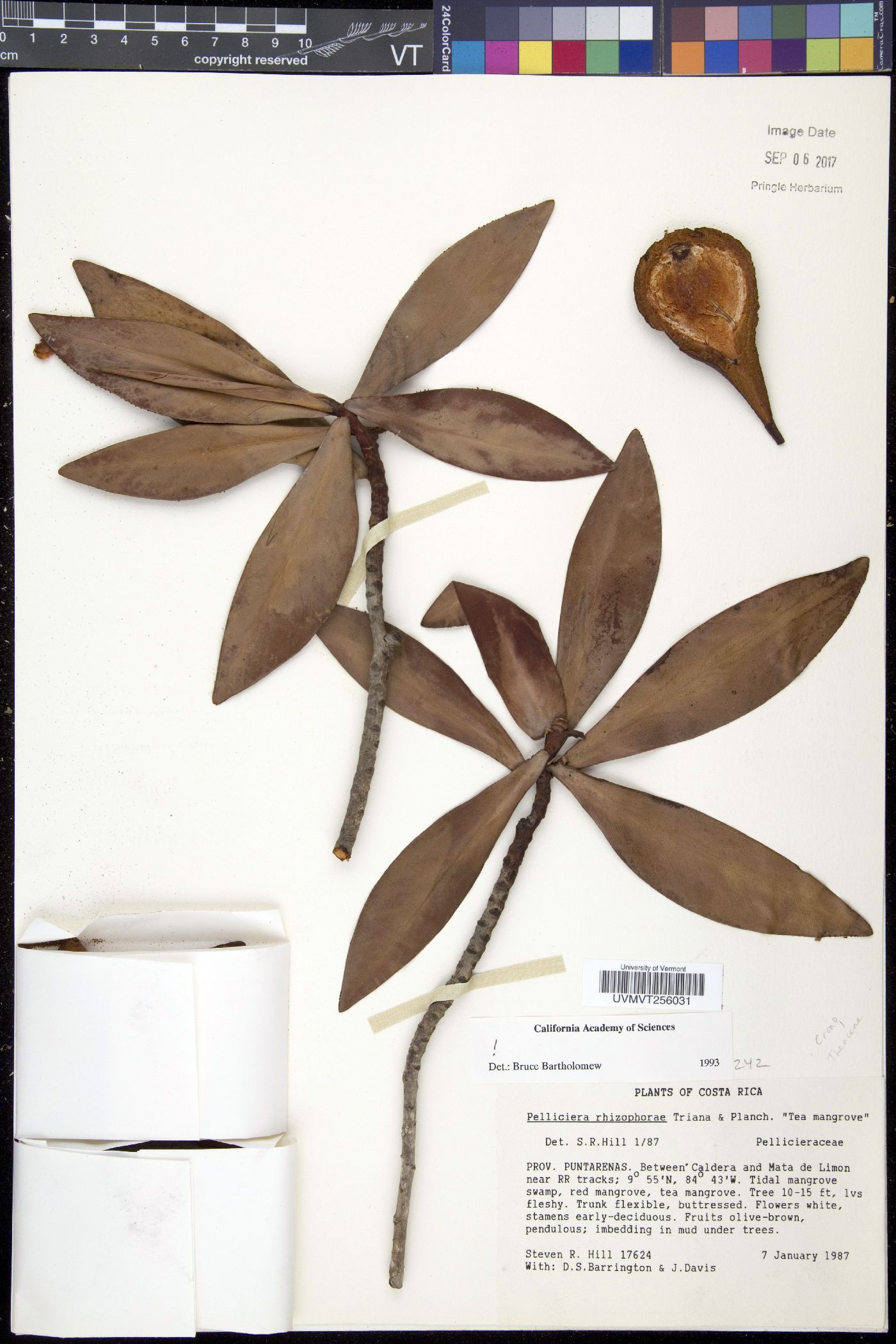 Pelliciera rhizophorae image
