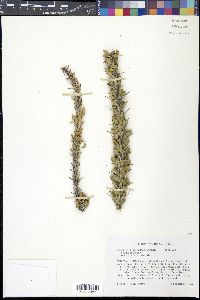 Fouquieria splendens image