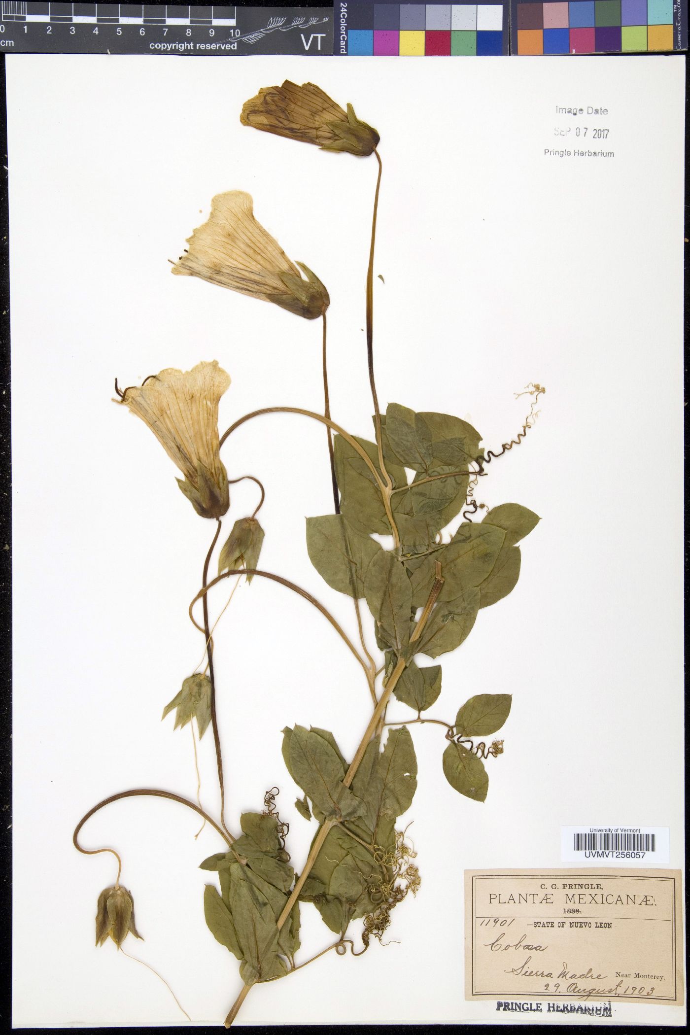 Cobaea pringlei image