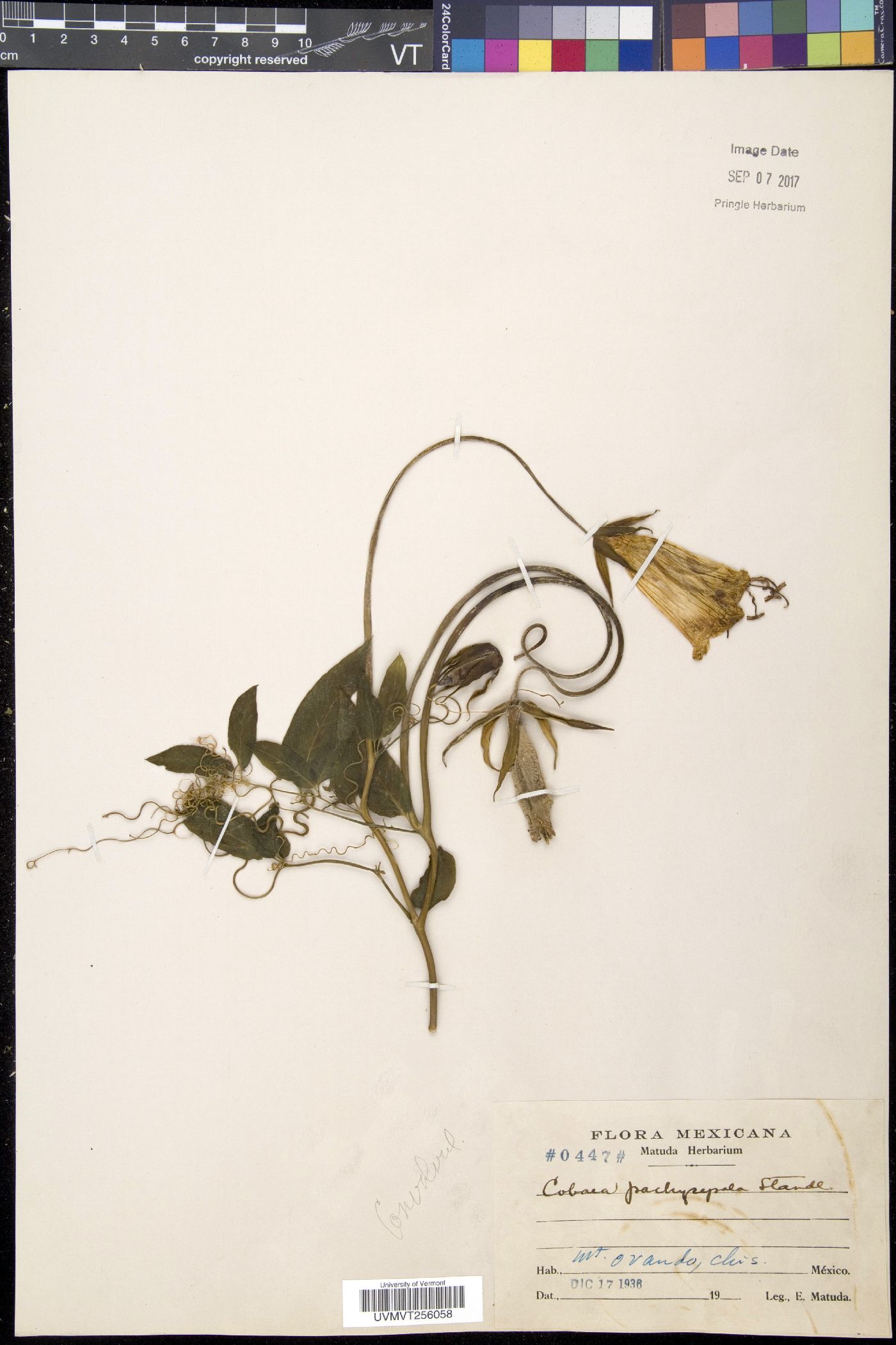 Cobaea pachysepala image