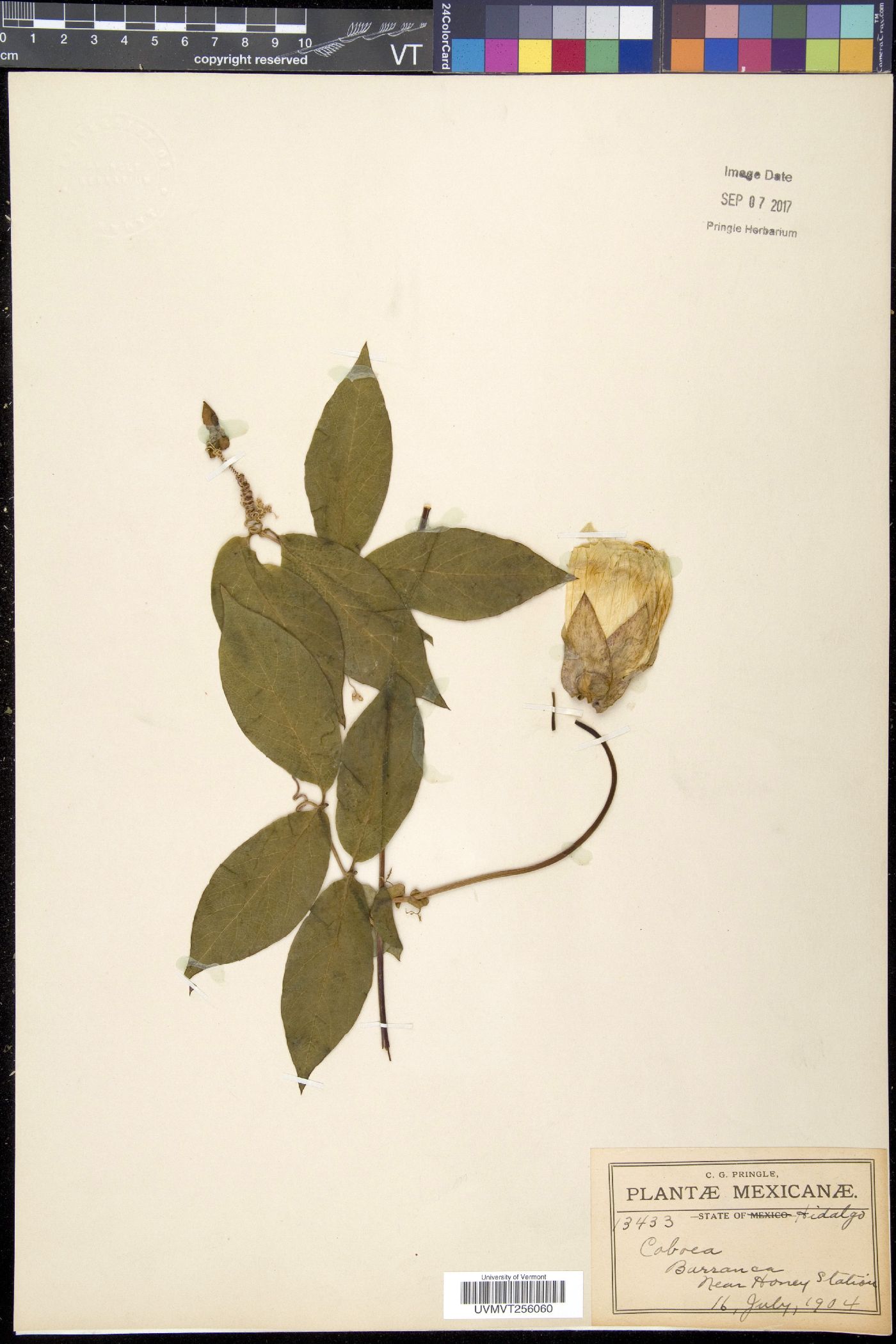 Cobaea stipularis image