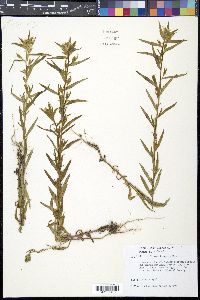Collomia linearis image