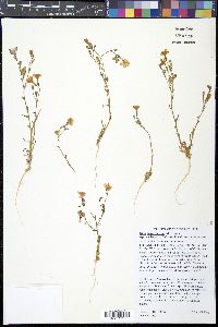 Gilia brecciarum image