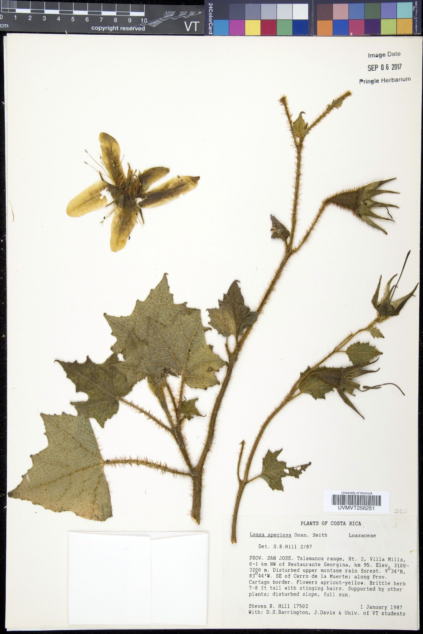 Nasa speciosa image