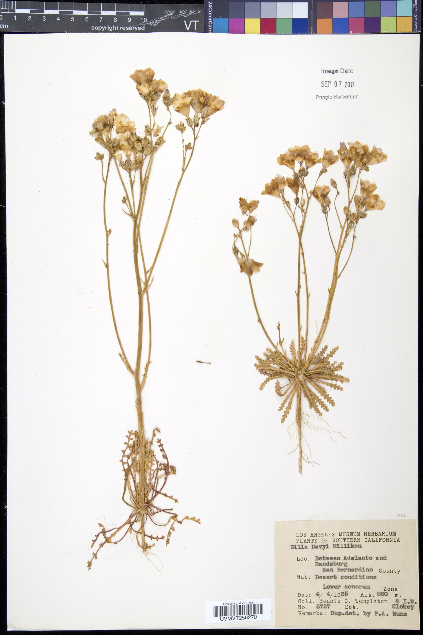 Gilia davyi image