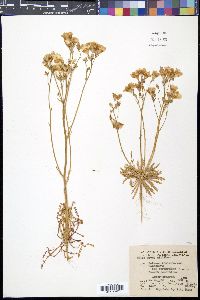 Media resource of Gilia davyi