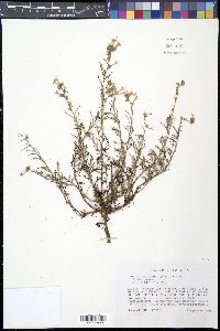Ipomopsis multiflora image
