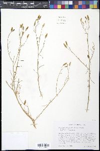 Ipomopsis longiflora image