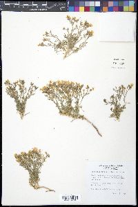 Ipomopsis havardii image