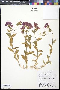 Phlox drummondii var. peregrina image
