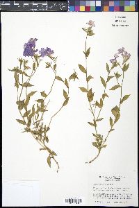 Phlox drummondii image