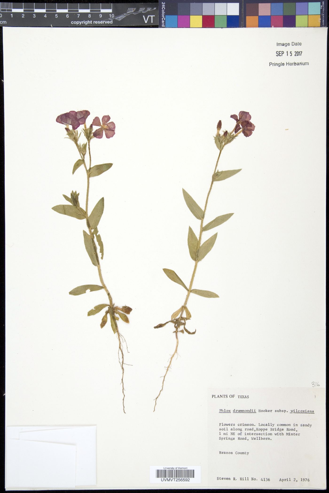 Phlox drummondii var. wilcoxiana image