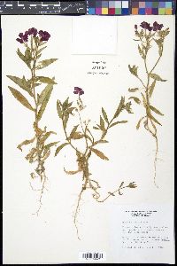 Phlox drummondii image