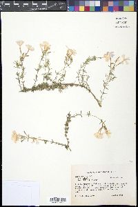 Phlox nivalis var. nivalis image