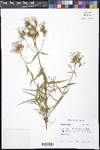 Phlox paniculata image