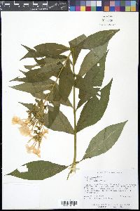 Phlox paniculata image