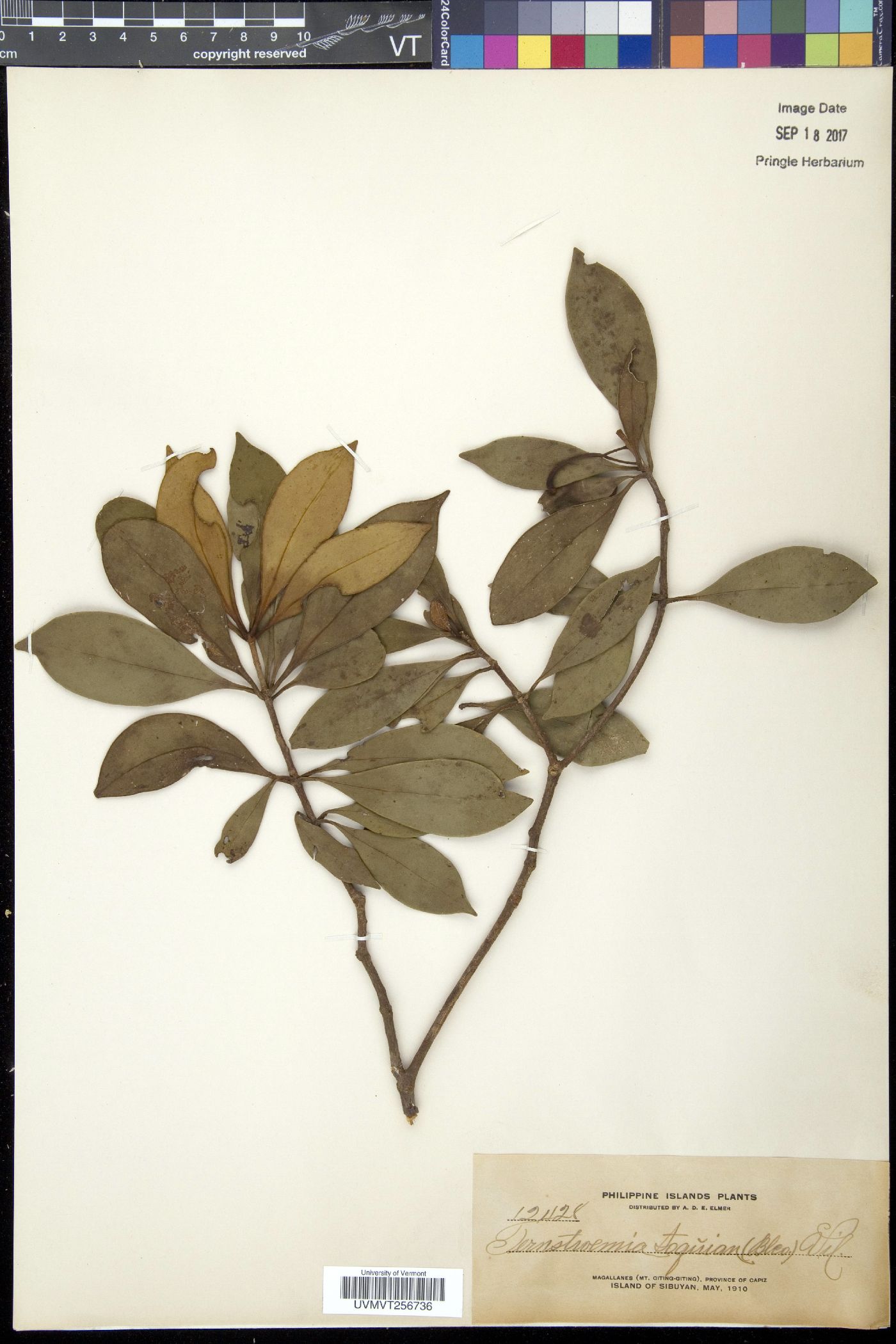 Ternstroemia toquian image