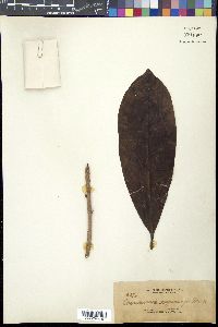 Ternstroemia philippinensis image