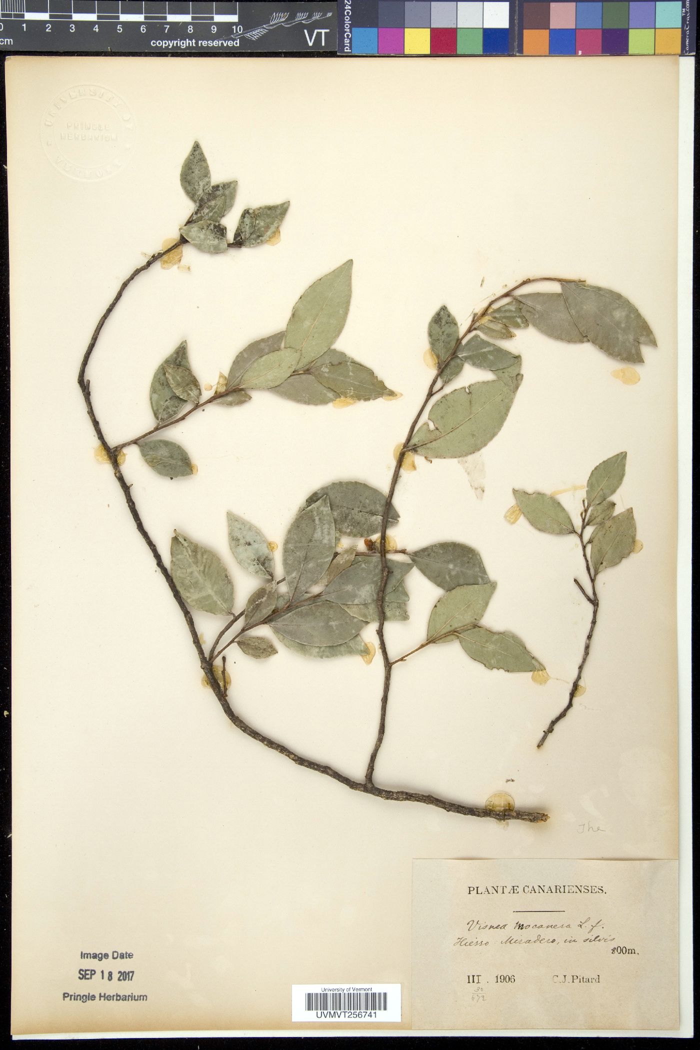 Visnea image