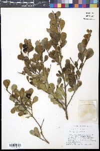 Sideroxylon americanum image