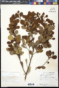 Sideroxylon americanum image