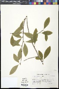 Sideroxylon lycioides image