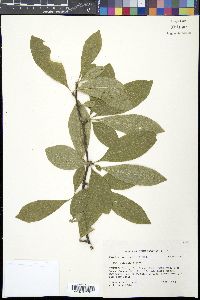 Sideroxylon lycioides image