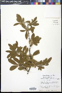 Sideroxylon lanuginosum subsp. lanuginosum image