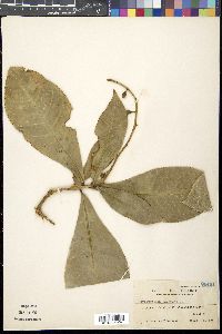 Barringtonia racemosa image