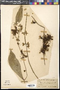 Barringtonia racemosa image