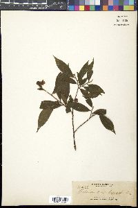 Adinandra elliptica image