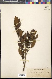 Cleyera japonica image