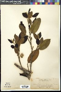 Media resource of Adinandra luzonica