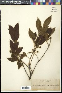 Adinandra elliptica image