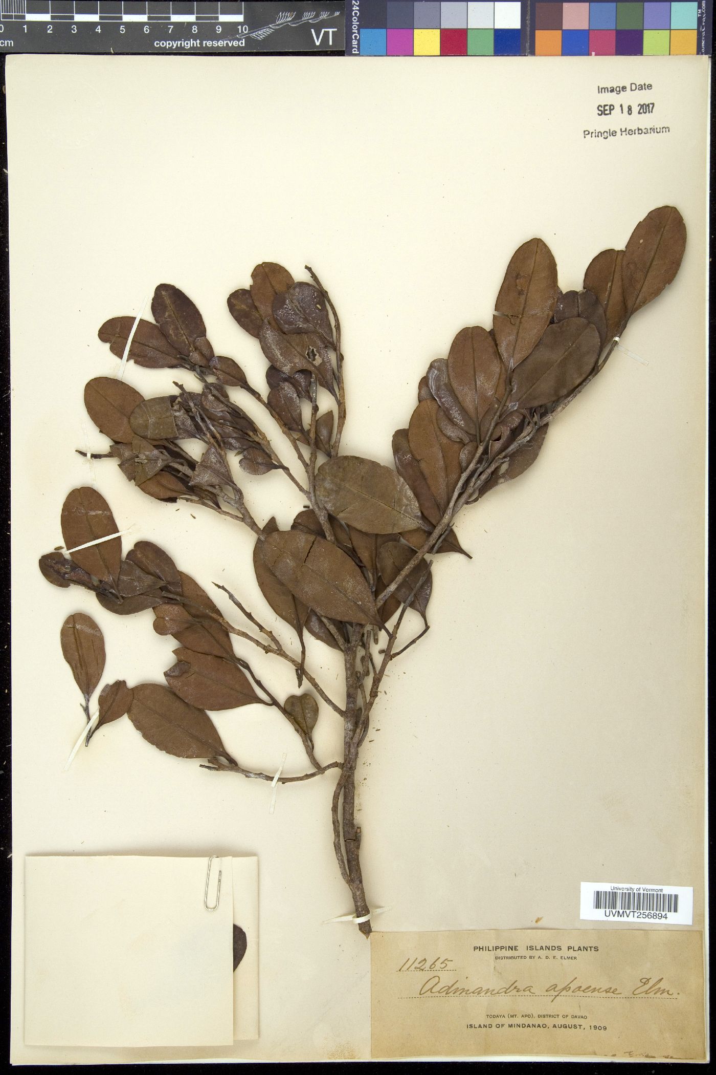Adinandra apoensis image