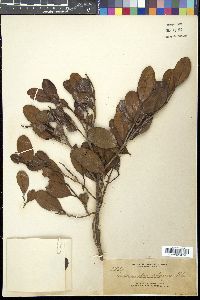 Adinandra apoensis image