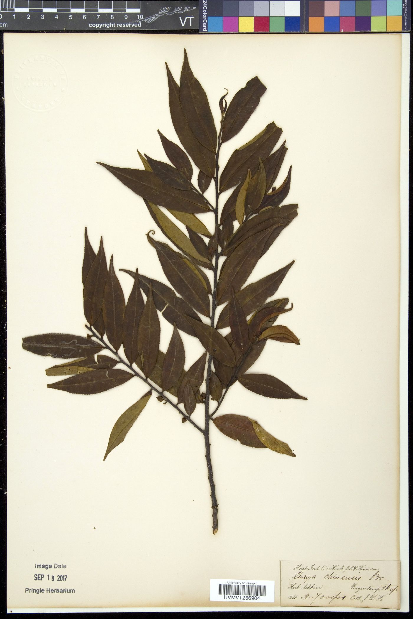 Eurya chinensis image