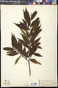 Eurya chinensis image